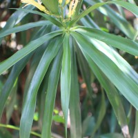 <i>Dracaena reflexa</i>  Lam.